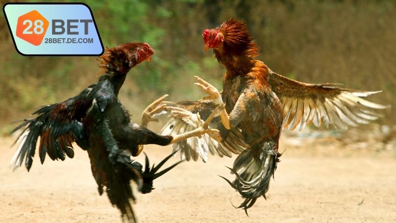 Đá gà trực tiếp hôm nay 28Bet - Trải nghiệm không thể bỏ lỡ 2 da-ga-truc-tiep-hom-nay-28bet